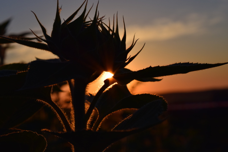 no people, sky, sunlight, orange color, back lit, red, contours, sun flower, 5K, scenics - nature, nature, beauty in nature, sunset, tranquility, tranquil scene