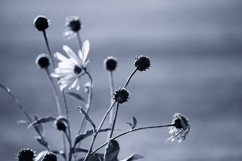 plant, freshness, focus on foreground, blossom, selective focus, thistle, black and white, wilted plant, springtime, flower, black and white photo, nature