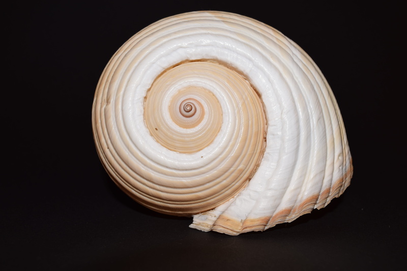 nature, natural pattern, 5K, single object, white, brown, cross section, animal shell, swirl, animal wildlife, close-up, pattern, snail shell, studio shot