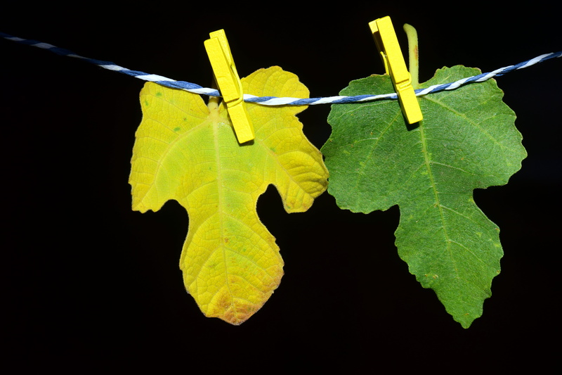 yellow, vulnerability, to dry, cut out, autumn colours, day, leaf, fragility, plant, colorful, suspended, black background, leaf vein, close-up, leaves