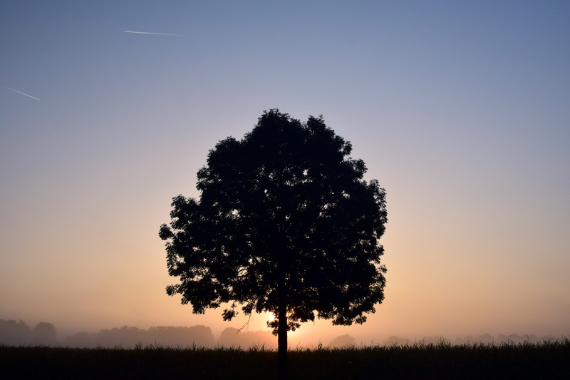 field, non-urban scene, sky, clear, silhouette, no people, growth, autumn, contour, new day, tranquility, idyllic, 5K, start of day, beauty in nature