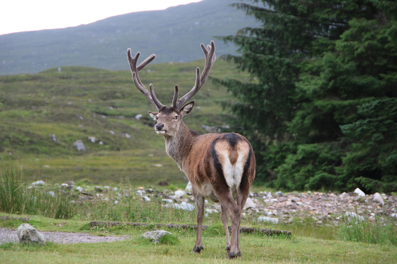 glencoe, antler, tree, animals in the wild, standing, nature, mammal, animal themes, animal, one animal, grass, green, mountain, outdoors, animal wildlife
