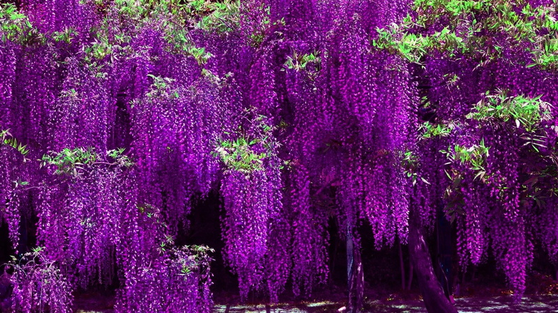 lavender, plant, no people, pink color, freshness, springtime, fragility, lavender colored, blossom, nature, tree, flowery, vulnerability, flower, purple