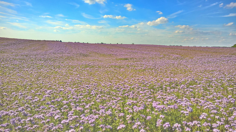 beauty in nature, cloud - sky, nature, flowery, 4K, land, flower field, no people, scenics - nature, flower, day, tranquility, flowering plant, tranquil scene