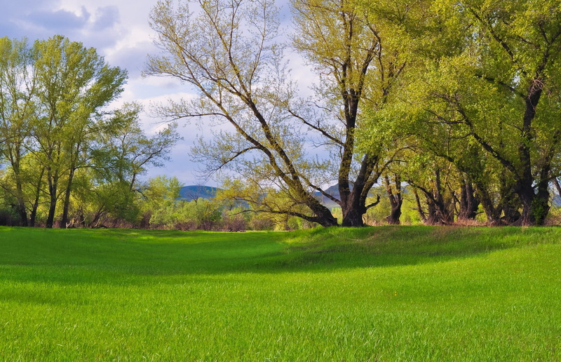 growth, land, scenics - nature, green color, no people, nature, summer, outdoors, beauty in nature, meadow, landscape, idyllic, woods, plant, trees, green grass