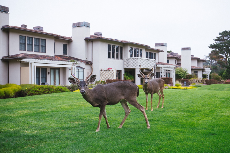 animal themes, field, lawn, residential district, glass, white, animal, built structure, architecture, day, concrete, nature, door, building, deer, building exterior