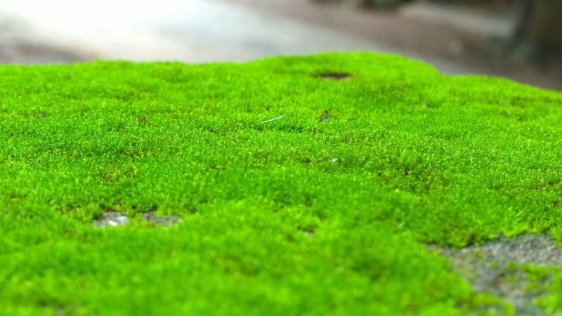 nature, green color, natural, water, green, selective focus, gray, artificial, lawn, surface, outdoor, close-up, beauty in nature, sod, motion, day, no people