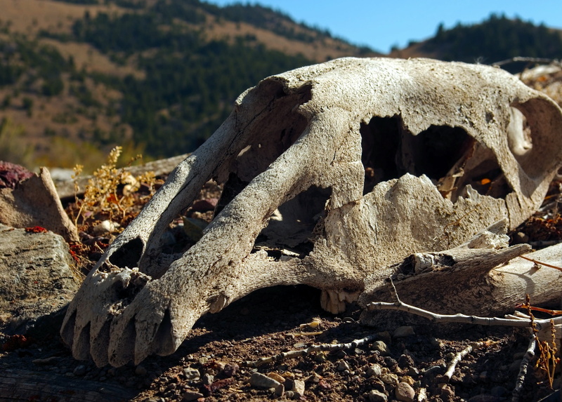bone, no people, bones, rock, state, animal, sod, field, plant, animal bone, teeth, animal body part, skull, horse, focus on foreground, close-up, animal skull