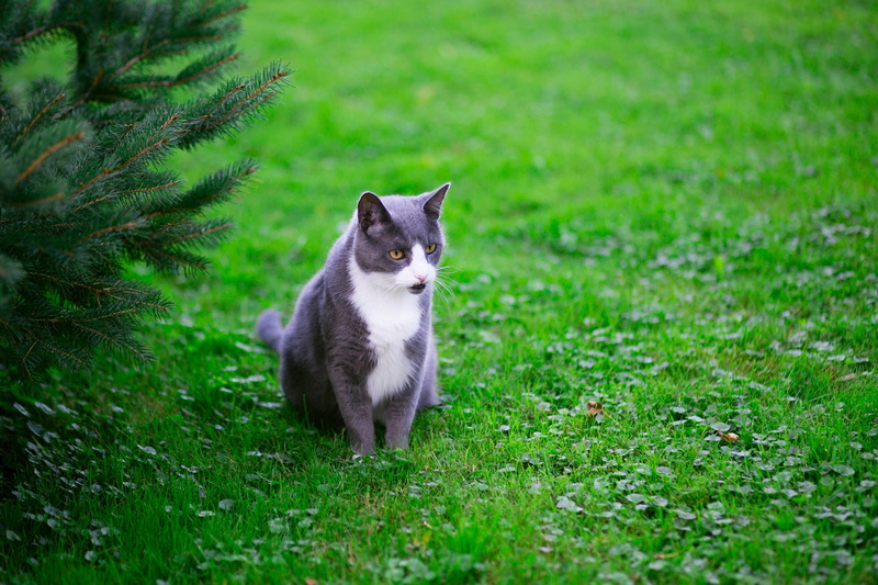 looking at camera, sod, nature, whisker, domestic animals, leaf, vertebrate, animals in the wild, land, 5K, feline, pets, one animal, greycat, grey, domestic