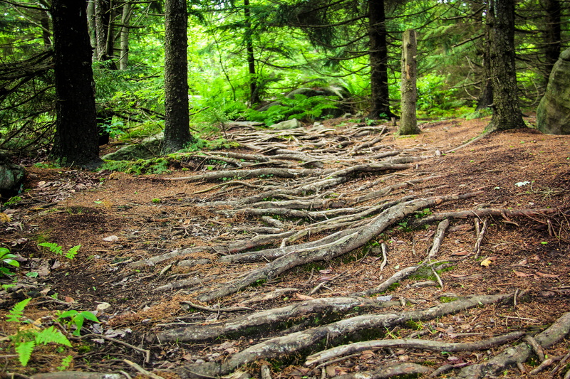 dolly sods, environment, beauty in nature, tranquil scene, trunk, green color, 5K, united states, forest, scenics - nature, nature, roots, root, non-urban scene