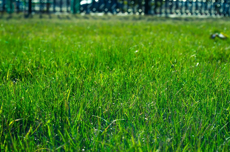 close-up, grass, vibrant, plain, yard, lawn, focus on foreground, land, growth, tranquility, blade of grass, natural, day, green color, 4K, meadow, green