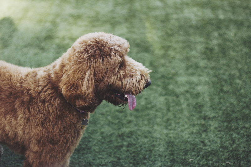 young Animal, green, dog, bokeh, looking, animal, hound, cocker Spaniel, standard, puppy, domestic Animals, purebred Dog, mammal, cute, spaniel, sod, poodle