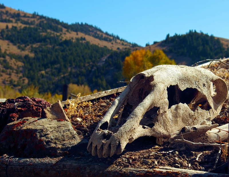 death, dead, rock, bannack, day, mountain, beauty in nature, architecture, tranquility, sky, weird, history, horse, 2K, environment, nature, horses skull on sod roof