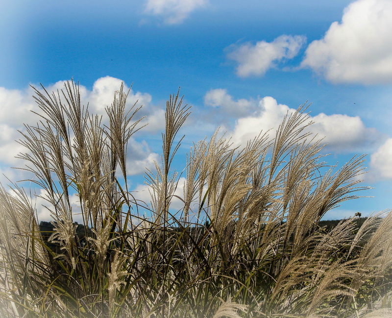 maintenance, no people, decorative, sod, marram grass, bush, beauty in nature, sky, cultivation, nature, growth, outdoor, land, Miscanthus, garden, day