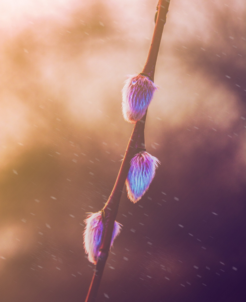 plants, blurred, twigs, spring, photography, 4K