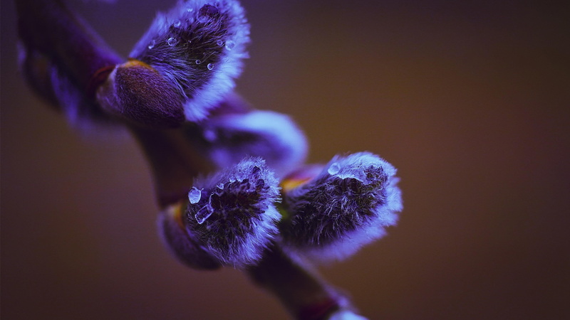 bloom, no people, fragility, flowering plant, twig, softness, catkin, bud, purple, flower head, inflorescence, selective focus, plant, indoors, flower