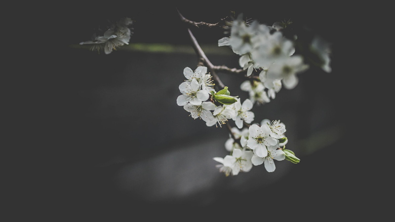 nature, spring, flower, fragility, cherry blossom, blossom, close-up, freshness, petal, 4K, outdoors, softness, flowering plant, springtime, vulnerability