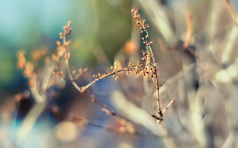 720P, plants, macro, twigs, blurred