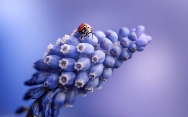 Flowers, Grape, Ladybug, Hyacinth, 2K, Blue