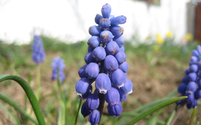 2K, hyacinth, flowers, nature and landscapes, purple, grape