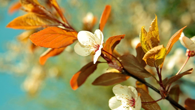 sunny, branches, lovely, beautiful, leaves, flowering, cherry, scent, 2K, blossoms, nature, spring, nice