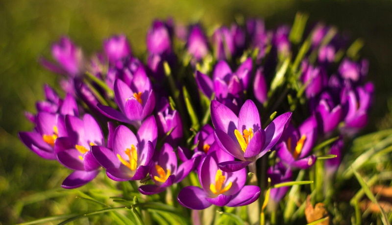 1080P, crocus, fresh, nice, grass, nature, lovely, flowers, meadow, field, spring, freshness, beautiful, pretty
