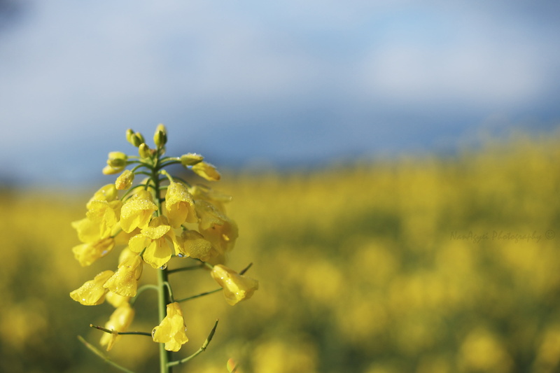 outdoors, Field, St Albans, Mellow Yellow, plant, springtime, Sky, summer, petaled, Morning, Sony  A700, selective, DoF, Rapeseed Oil, photography, Moon  Flower