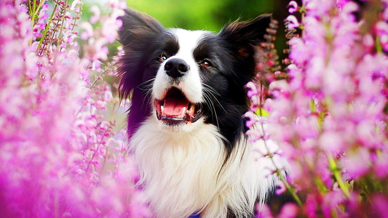 nature, mouth, plant, dog, domestic animals, animal, springtime, pets, garden, animal head, pink color, flowering plant, collie, one animal, animal themes