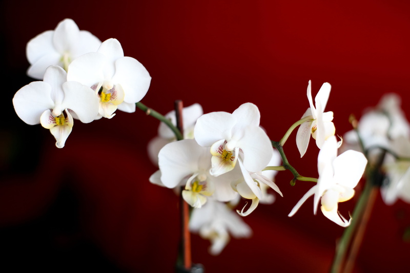 flowering plant, white color, 5K, inflorescence, flower arrangement, orchid, freshness, springtime, nature, blossom, flower, flower head, flowers, fragility