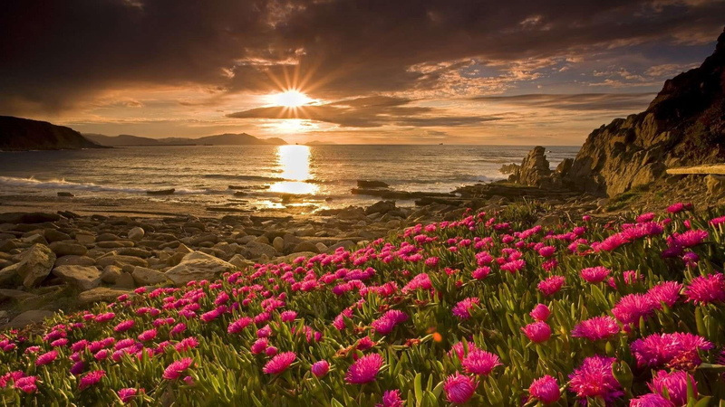 land, sunset, freshness, pink color, beach, no people, sunlight, cloud - sky, sea, field, sun, flower, beauty in nature, clouds, flowering plant, outdoors