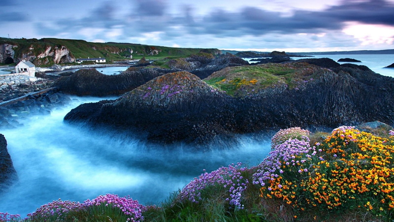 flowers, solid, clouds, water, flowering plant, environment, outdoors, no people, 1080P, rock - object, coast, cloud - sky, land, seaside, non-urban scene