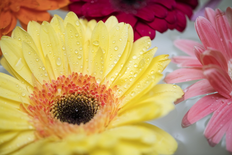plant, african daisy, gerbera Daisy, multi Colored, beauty In Nature, daisy, botanical, flowery, peace, wet, beautiful, water Lily, texture, vibrant Color