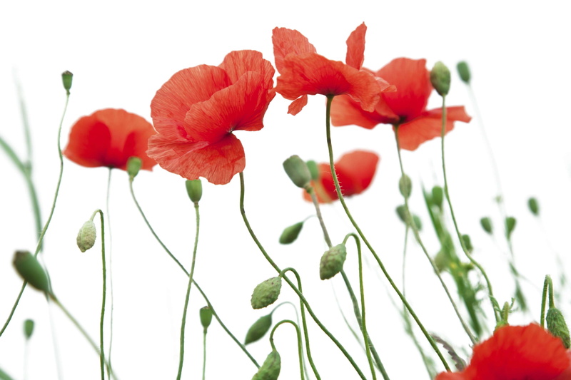 poppy flower, photography, close-up, fragility, plant stem, delicate flower, vulnerability, bloom, beauty in nature, food, flowering plant, foreground