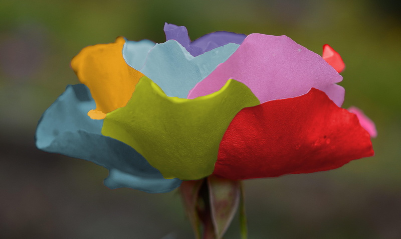 purple, flowers, red, day, leaves, wedding, love, flower, plant, inflorescence, multi colored, green, no people, rose - flower, petal, fresh, 4K, romance