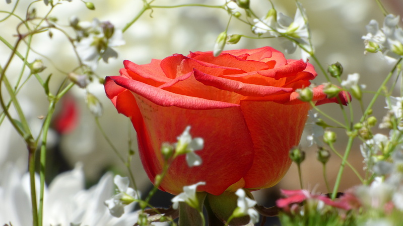flowery, red, flowering plant, inflorescence, flower, vulnerability, close-up, freshness, plant, no people, rose - flower, rosa, 4K, red flower, day, white flowers