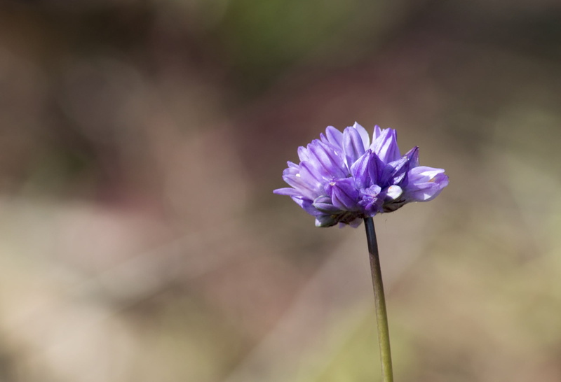 purple, plant, petal, plant stem, no people, fragility, outdoors, summer, nature, violet flowers, focus on foreground, flowers, petals, softness, sepal