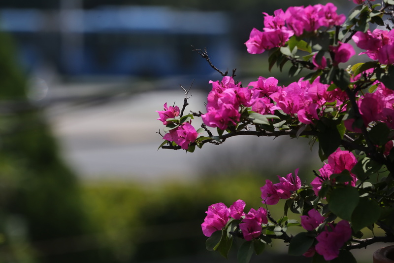 florir, focus on foreground, fragility, freshness, flower, springtime, beauty in nature, close-up, flower head, delicate flower, inflorescence, nature