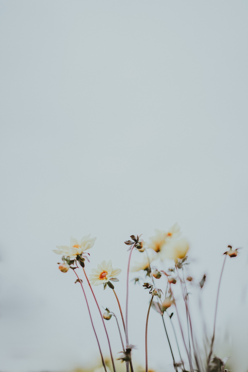 field, meadow, yellow, botany, leaf, flowery, simplicity, flower Head, backgrounds, flowers, sky, nature, beauty In Nature, outdoors, day, light, pale yellow