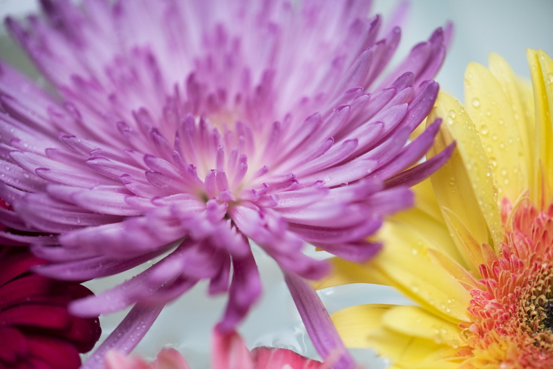 freshness, botanical, floating, fresh, pollen, floral, attractive, background, elegance, yellow, collection, decoration, beauty, flora, petal, closeup