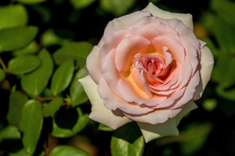 outdoors, flowering plant, gorgeous, vulnerability, rosa, flower head, flower arrangement, beauty in nature, petal, leaf, gardening, plant part, botany