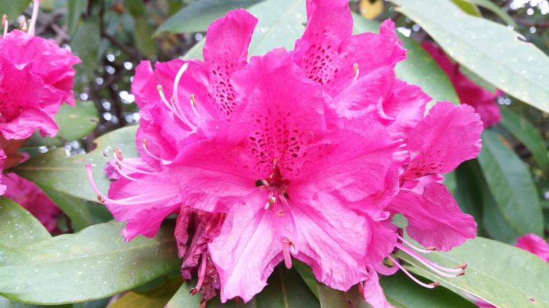 inflorescence, freshness, flowery, dew, spring, pink flower, flowering plant, flower color pink, beauty, rhododendron, outdoors, azalea, flower head, pink flowers