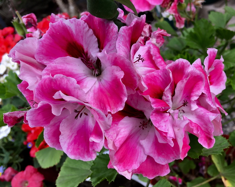 nature, rhododendron, petal, outdoors, growth, plant, beauty in nature, vulnerability, spring, rose petals, springtime, flower, no people, malvón, petals