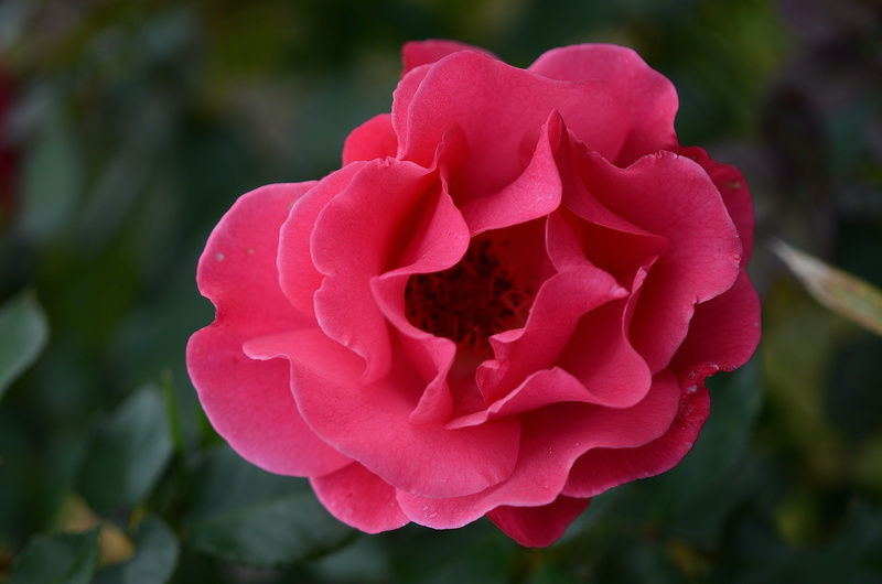 beauty, flowers, photos, love, red, green leaf, marriage, romance, petal, nature, pink color, romance rose, growth, blossom, outdoors, plant, springtime