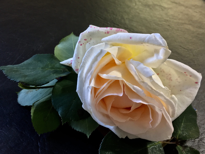 4K, plant, roses, color, flowering plant, garden, leaf, freshness, plant part, no people, inflorescence, pink petals, close-up, pink, nature, petals, flower head