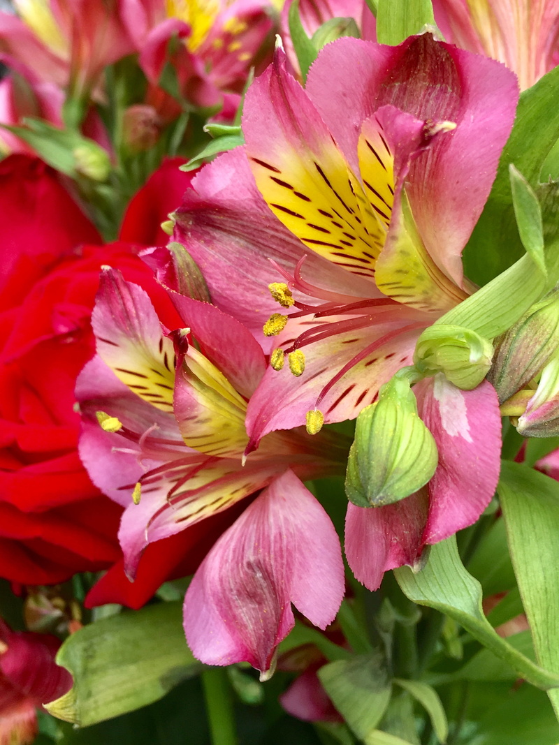 close-up, no people, flowers, freshness, pink petals, flower head, plant, pink flowers, summer, pink flower, nature, pistils, pink, color, petal, pollen