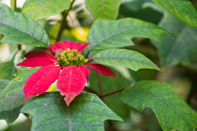 flower head, petals, floral, color, red, violet, field, growth, florir, botany, green field, flowers, spring, macro, floreal, leaf, green color, garden