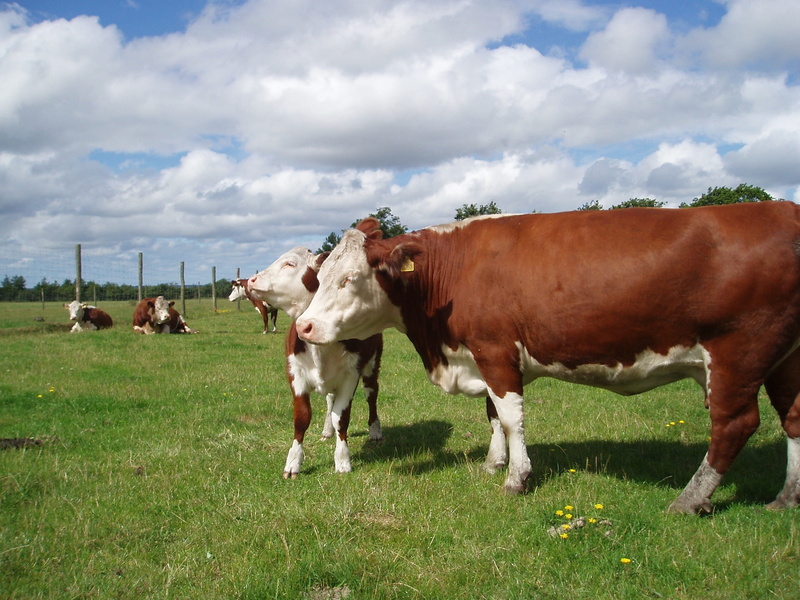 cloud - sky, spring, Farm, domestic animals, denmark, nature, no people, animals And Pets, sky, summer, country, domestic Cattle, dairy Farm, livestock