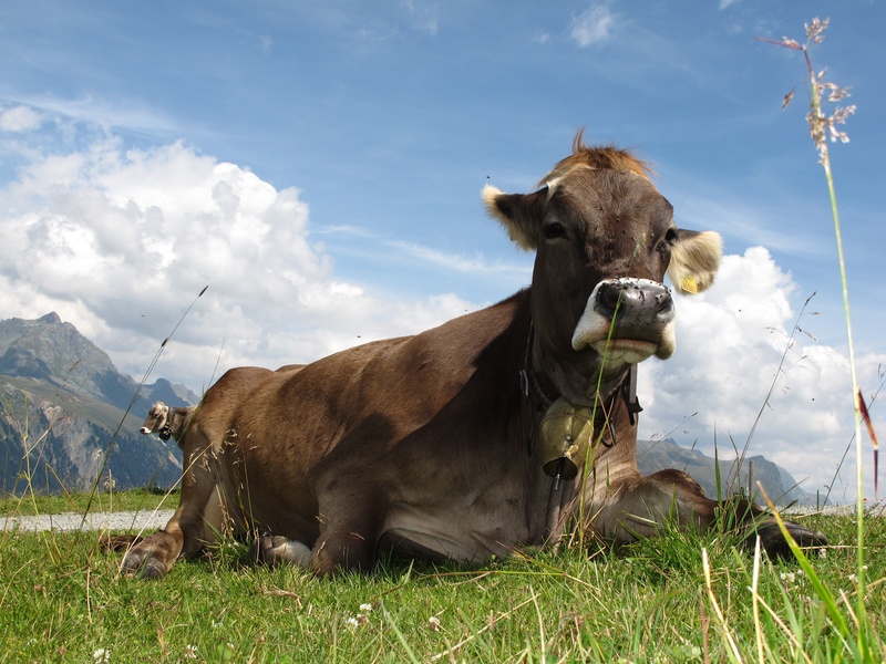 2K, brown, green, dairy cows, animal, meadow, vertebrate, pasture, grass, no people, agriculture, mountains, rural Scene, sky, livestock, cow, domestic cattle