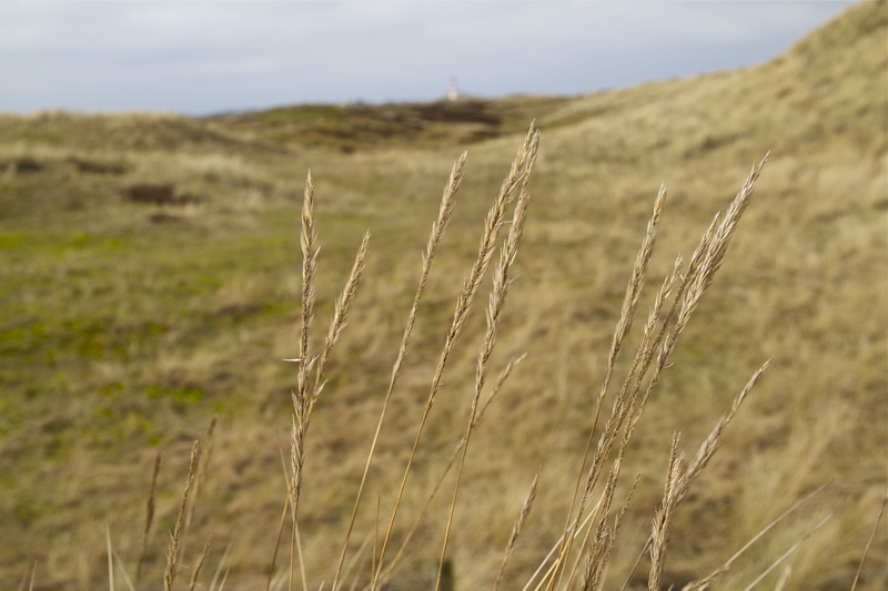day, tranquility, 5K, mood, northern germany, agriculture, wide, cereal plant, sylt, beauty in nature, nature, close up, plant, rest, elbow, island, landscape