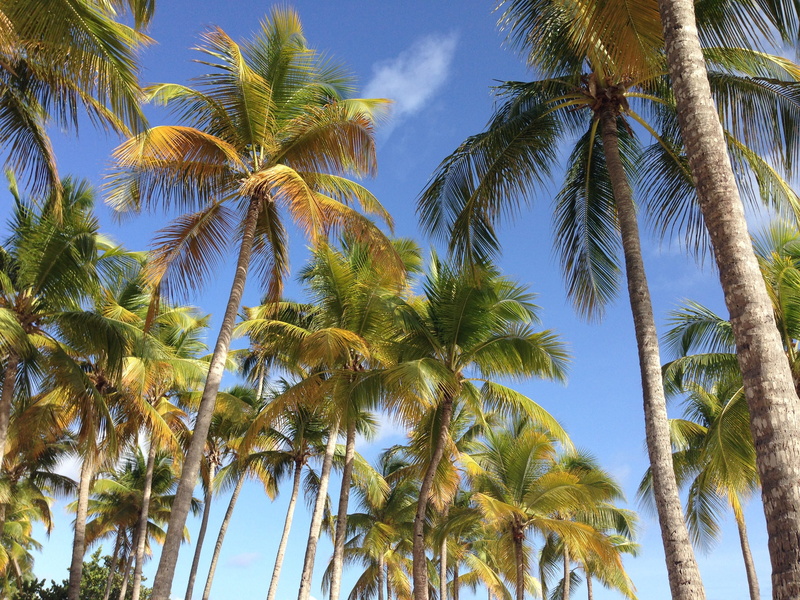 paradise, wild island, sun, beach, coconut, 2K, beauty, caribbean, tranquility, wild, plant, no people, travel, tropical climate, landscape, tree trunk